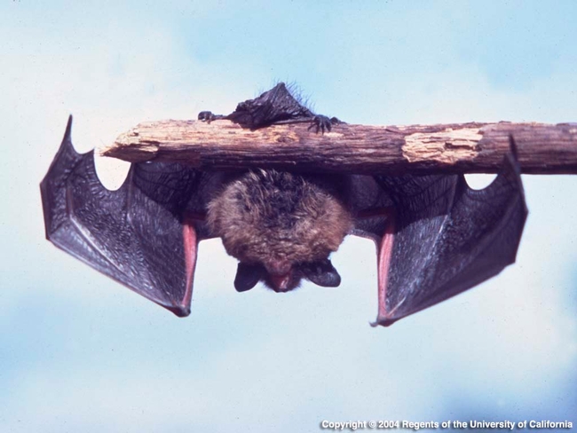 Bat hanging from a limb