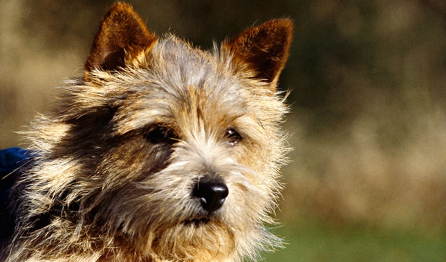 Little Bit - cute little brown terrier dog