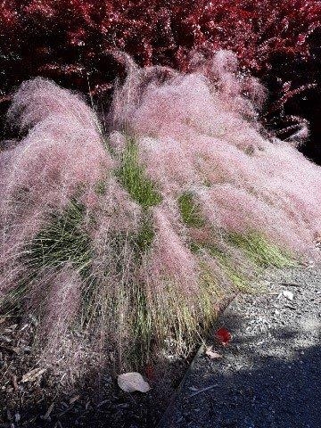Pink feathery muhly grass