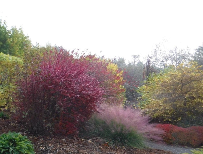 Pink Muhly grass featured in the center amongst other foliages