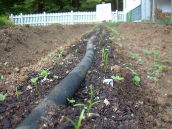 Carrot tape on the ground, covered with organic mulch, just sprouting.