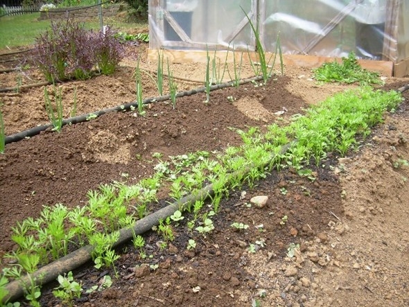 Green carrot tops showing.
