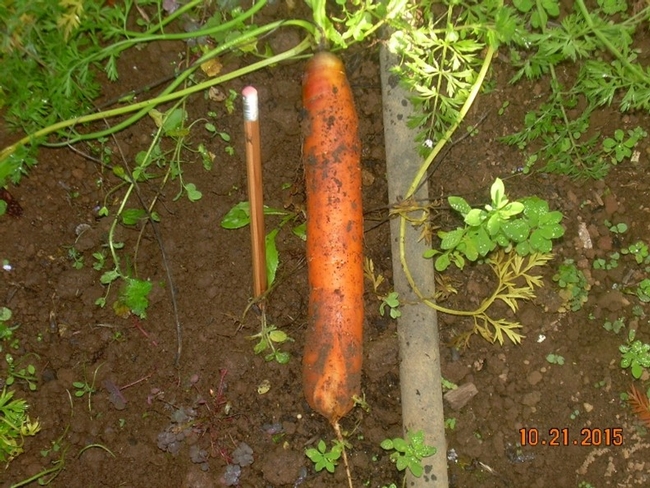 Nice healthy carrot laying next to a pencil showing how large it is.