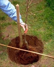 Planting Bare Root Tree