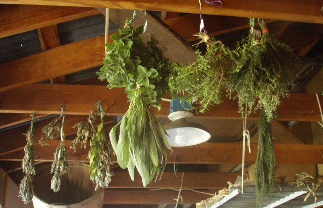 Herbs hanging to dry.