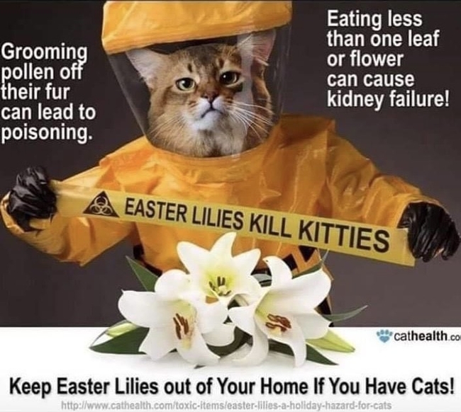Lillies Kill Kitties: Photo courtesy of cathealth.com