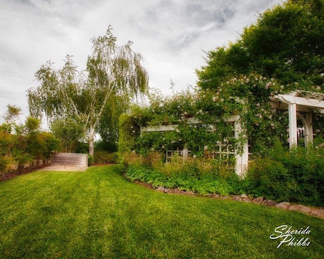 Landscape backyard