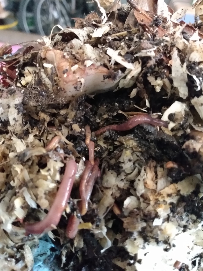 Red wiggler worms in their bedding