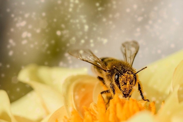 Close of bee with pollen floating in the air