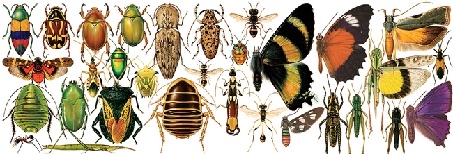 Image: Insect illustrations | ala.org | CC BY SA 3.0 licensed under Creative Commons BY-NC-SA