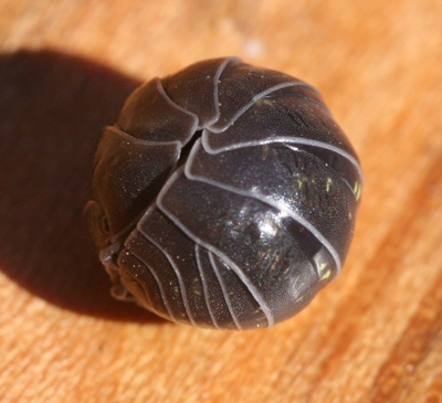 Defensive pillbug Photo https://wiki.bugwood.org