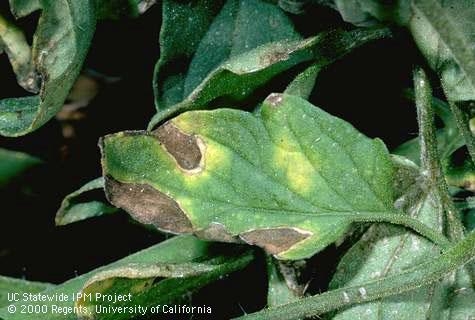 Powdery mildew causes irregular yellow blotches on tomato leaves-Jack Kelly Clark