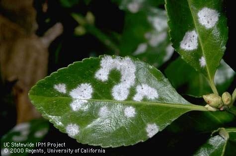 White patches of powdery mildew on euonymus leaf-Jack Kelly Clark