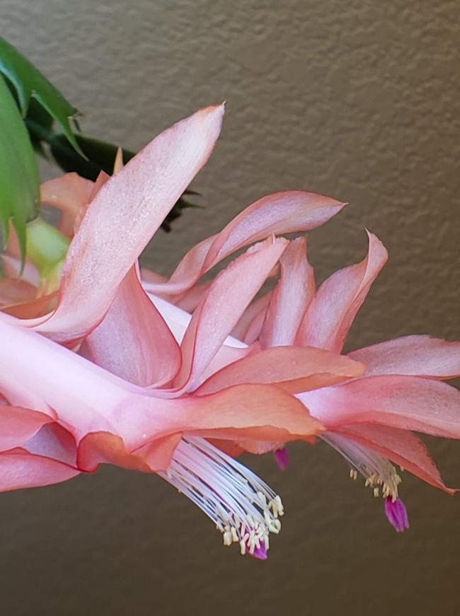Pink Holiday Cactus Flower