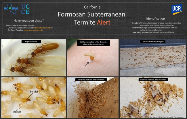 Flyer with photos to help people identify the Formosan subterranean termite