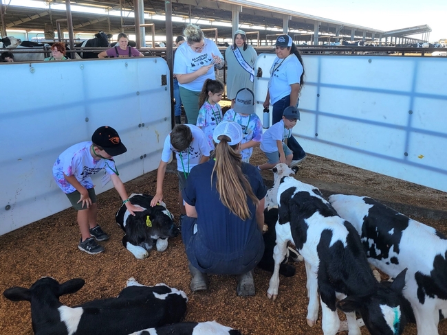 Kids pet calves at a dairy