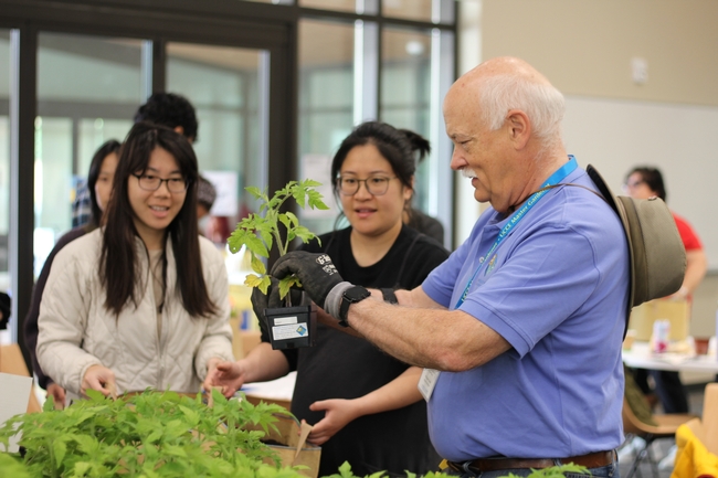 An old man gently holds a tomato plant before giving it to students.