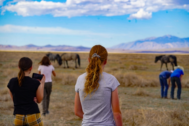 Five youth observe three mustangs out on the range. Two participants in blue shirts and white cowboy hats bend down to look at the vegetation on the ground.