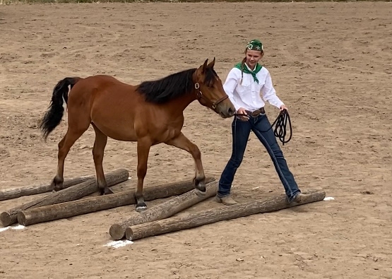 Maddi, wearing the green and white 4-H uniform, lead a chestnut-colored horse through five wood poles laying on the ground.