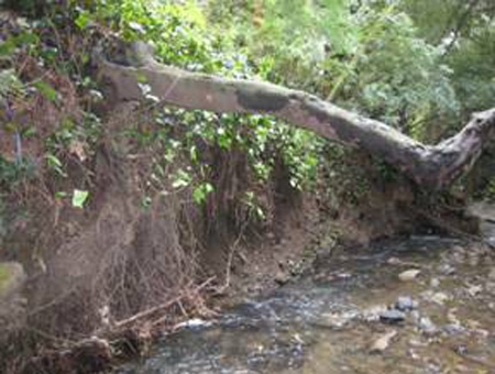 The 4-H club is restoring native vegetation to Sausal Creek.