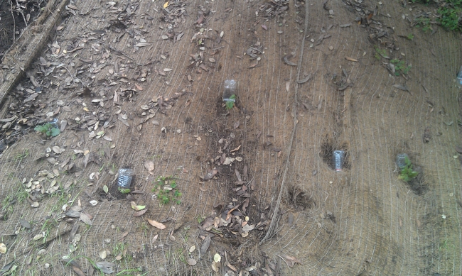 Water bottles are planted upside down on top of the roots of new plantings, providing water on a steep hill without causing erosion.