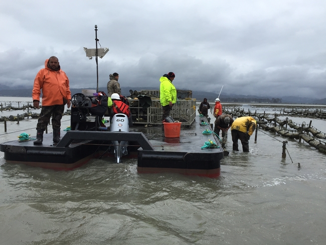 Coast Seafoods crew maintains the larvae in baskets being grown to adult oysters.