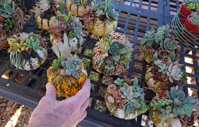 Fall succulent sales raised funds to support the garden.