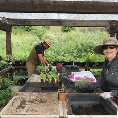 UC Master Gardener volunteers Devra Laner and Ned Lange prepare tomato plants to give to Oakland students and their families.
