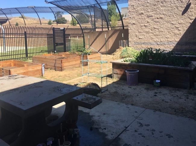 Since 2016, 4-H advisor JoLynn Miller has been partnering with teachers at Mother Lode Regional Juvenile Detention Facility to provide agricultural education, including growing food in a garden.