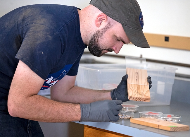 Daniel Perry places termites in blocks, which will be put in the walls of the house before heat treatment.