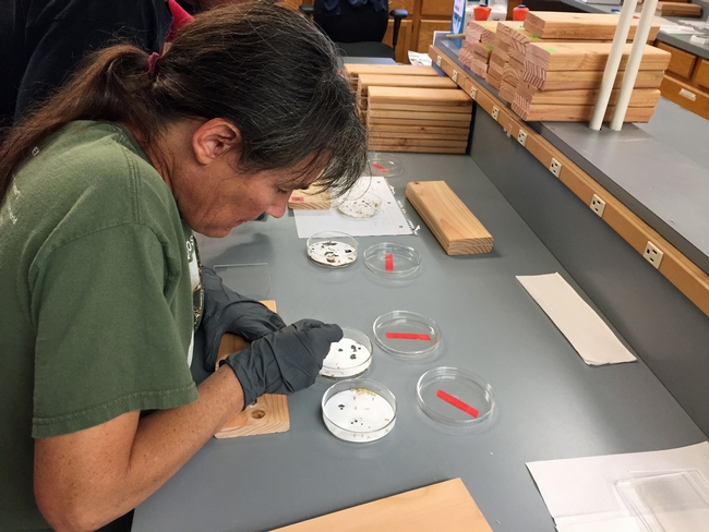 Kathleen Campbell, a research staff associate in the Choe laboratory at UC Riverside, selects pseudergates, the pale, wingless, worker stage of the western drywood termites.