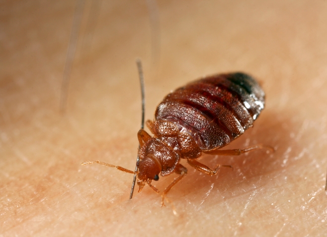 Adult bed bugs are oval, wingless, about 1/5 inch long, and rusty red or mahogany in color. Photo by Dong-Hwan Choe