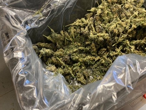Cannabis buds in a plastic bag inside a cardboard box.
