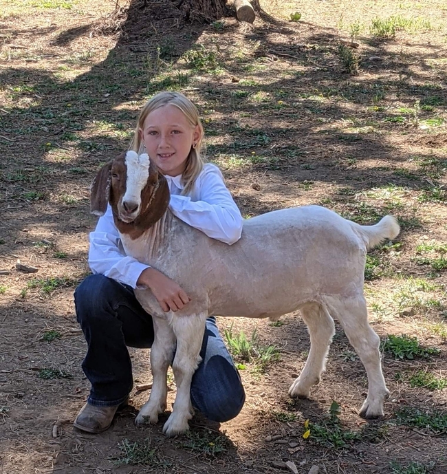Blonde girl crouches with her arms around the neck of a goat that has a brown and white face.