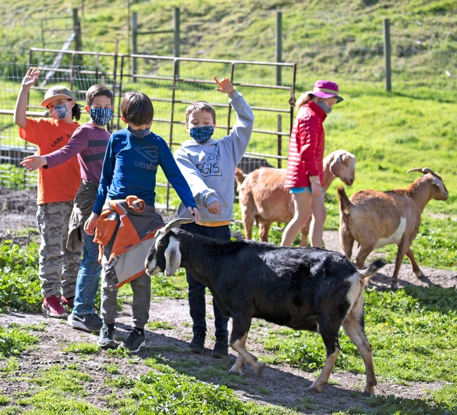 Students outdoors, some with hands raised, while others pet goats.