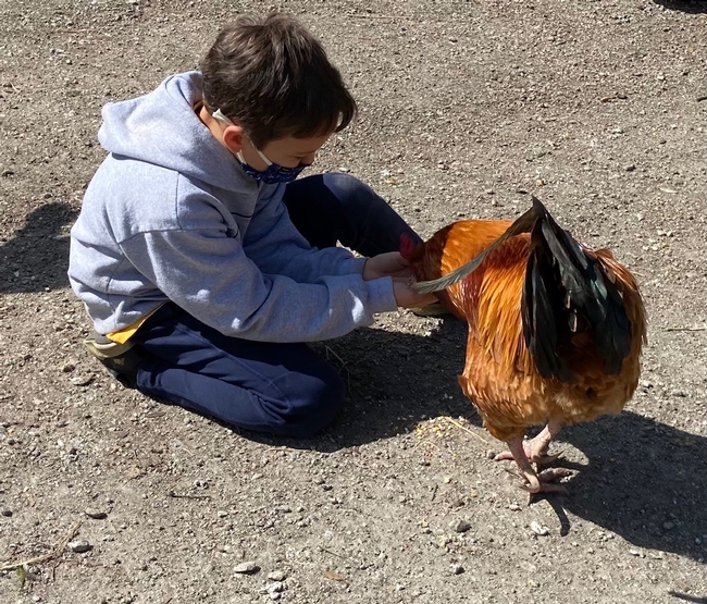 A student feeds a chicken.