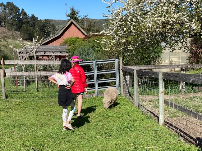 Two girls approach a sheep grazing on grass.