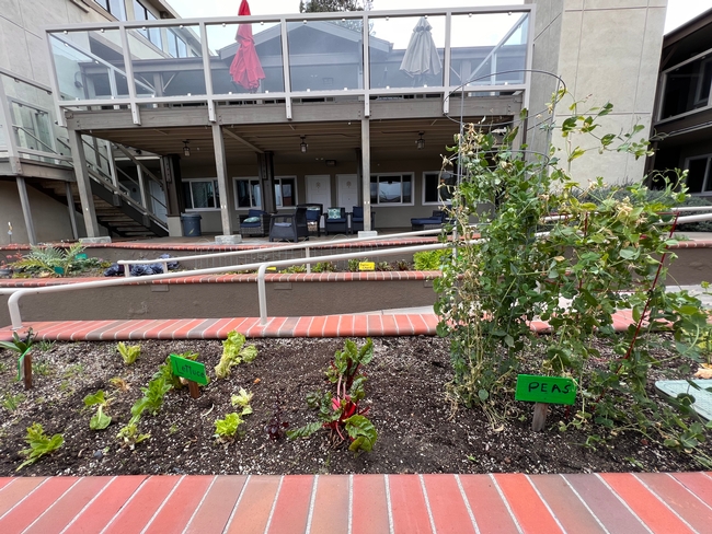 A community garden featuring peas and lettuce.