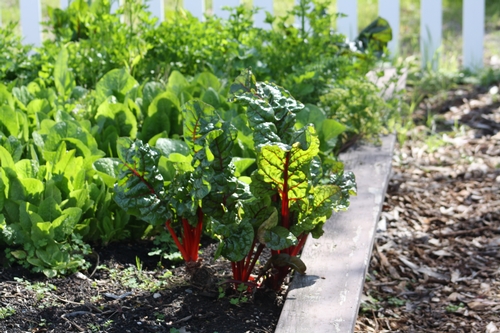 Beets in garden photo