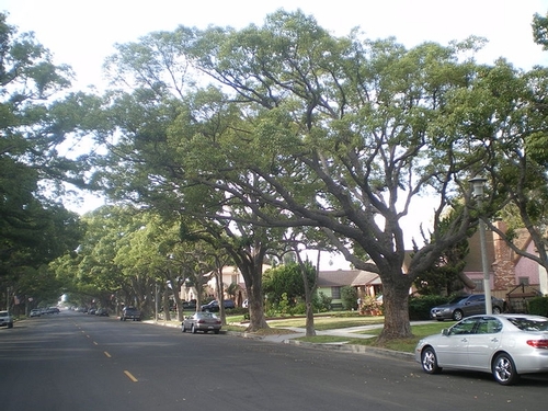 Street with Trees