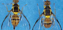 Adultos de la mosca oriental de la fruta. Se ve el ovipositor puntiagudo en la base del abdomen del espécimen femenino. Foto de CDFA. for Cultivando en la Región de Mt Diablo Blog