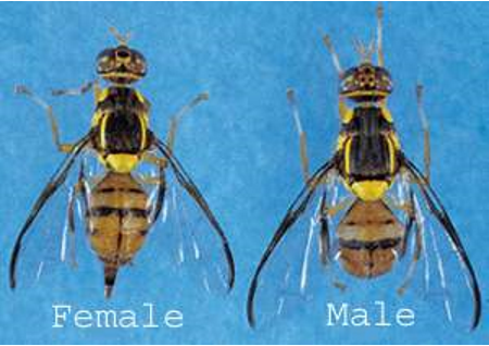 Oriental fruit fly adult male and female.