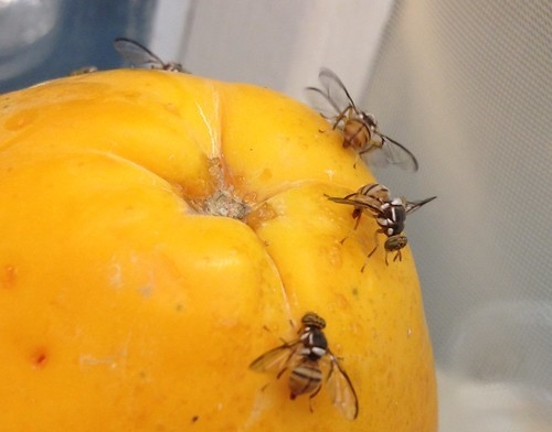 Why is Oriental Fruit Fly a threat to Contra Costa and California