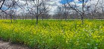 Mustard blend cover crop stand in a walnut orchard in March. for Diablo Region Crops Blog