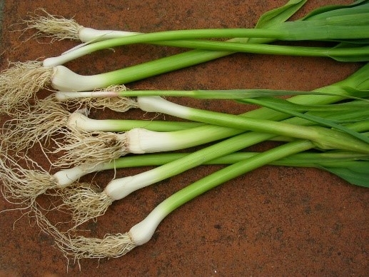 Green Garlic and Garlic Scapes - Eat Local Placer Nevada - ANR Blogs
