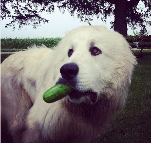 dog with cuke