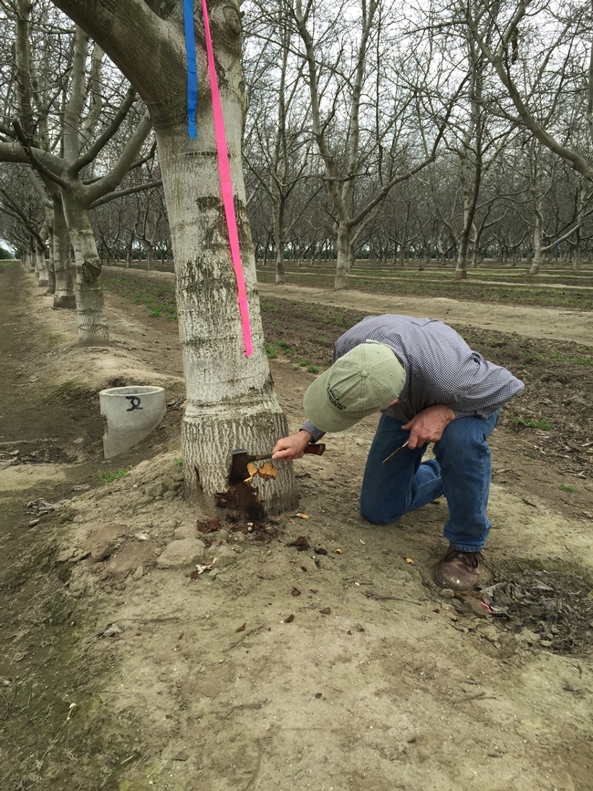 Photo Caption:  Dr. Greg Browne samples a Tulare County walnut orchard for lethal paradox canker.