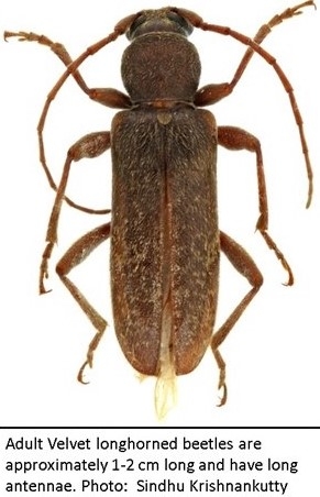 Velvet Longhorned beetle photo