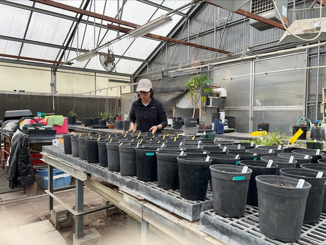 Yu-Chen Wang shown working in a greenhouse on seedling plants in containers