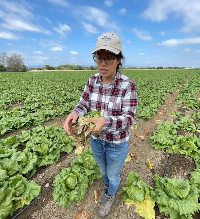 Yu-Chen, wearing a UC IPM hat, stands in a lettuce field holding a bunch of lettuce